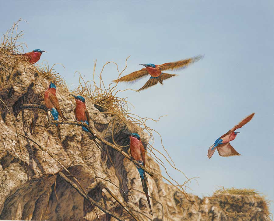 Carmine Bee Eater